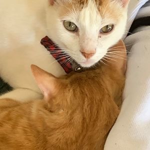 Meet your Posher, Coco